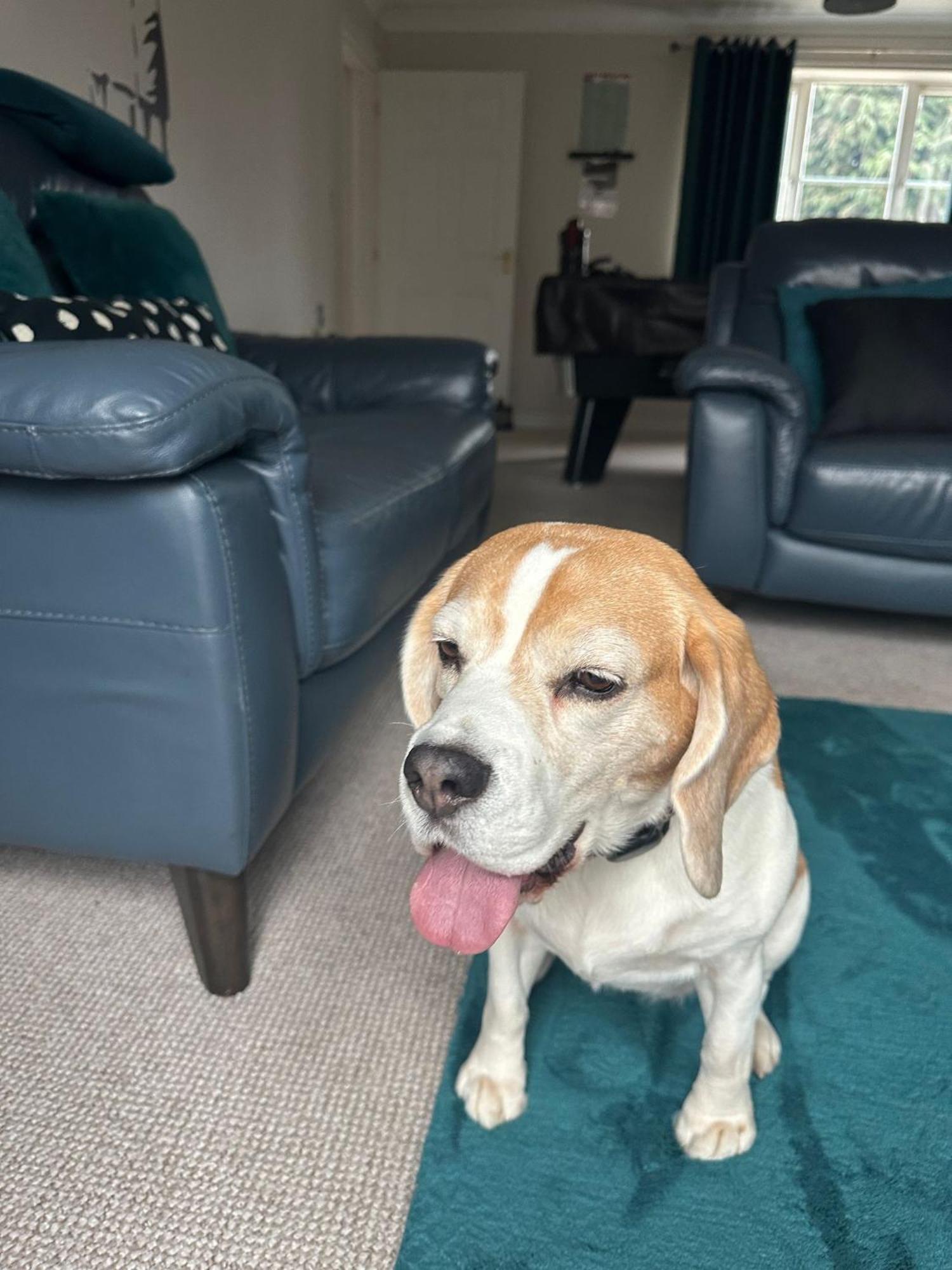 Hereford - Finch House - Modern 4 Bedroom House Located In South Hereford, Dog Friendly With Nearby Countryside, Pool Table, Sleeps Up To 10 Guests - Hosted By Rentmyhouse Extérieur photo